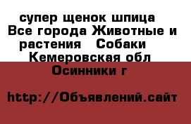 супер щенок шпица - Все города Животные и растения » Собаки   . Кемеровская обл.,Осинники г.